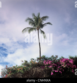 Eine Palme und üppiger Vegetation, Maui, Hawaii Stockfoto