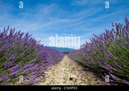 Kultivierte Lavendel wächst in einem Feld Stockfoto