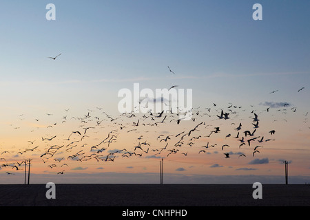 Herde von Möwen am Himmel in der Abenddämmerung Stockfoto