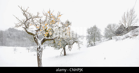 Winter-Apfelbäume auf verschneite Landschaft Stockfoto