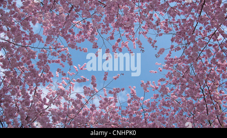 Kirschblüten gegen blauen Himmel Stockfoto