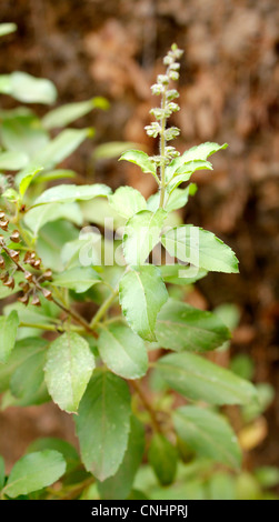 Die Tulsi-Pflanze Stockfoto