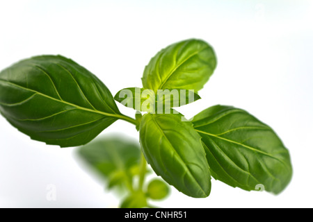 Basilikum Stockfoto