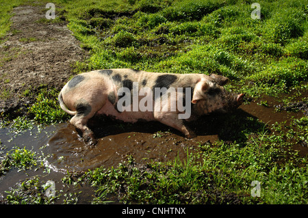 Junges Schwein schlammig Stockfoto