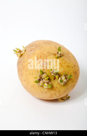Alte Kartoffeln mit grünen Sprossen Stockfoto