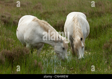 Camargue-Pferde in ein Sumpfgebiet, Camargue, Frankreich Stockfoto