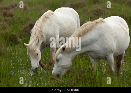 Beweidung Camargue-Pferde in einem Feuchtgebiet, Camargue, Frankreich Stockfoto