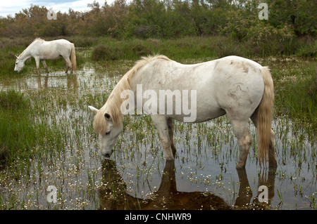 Camargue-Pferde Futtersuche in einem überschwemmten Feuchtgebiet, Camargue, Frankreich Stockfoto