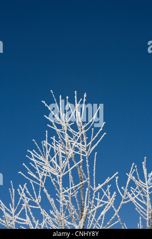 Raureif auf Zweigen Stockfoto