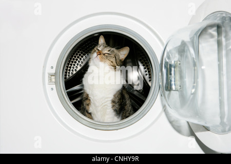 Katze in der Waschmaschine Stockfoto