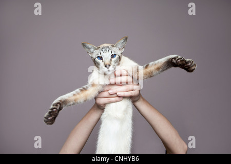 Person, die siamesische Katze Stockfoto