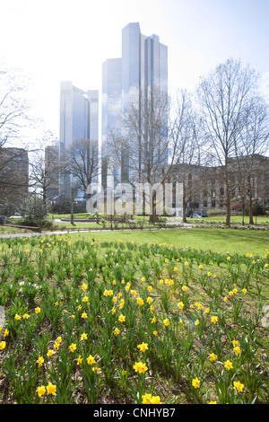 Bereich der Narzissen und Deutsche Bank building, Frankfurt am Main, Hessen, Deutschland Stockfoto