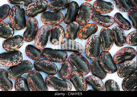 Phaseolus Coccineus. Runner Bean Samen Scarlet Kaiser auf weißem Hintergrund Stockfoto