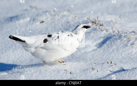 Lagopus Muta, Alpenschneehuhn im winter Stockfoto