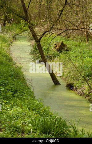 Algenblüte in einem Stream in Laubwald, Chilworth, Surrey Stockfoto