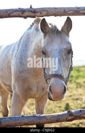 schönen weißen Pferd Weiden auf Rasen an einem sonnigen Tag (Farbe getönt Bild; flachen DOF) Stockfoto