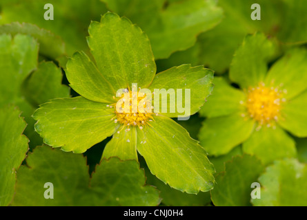 Hacquetia, Hacquetia Epipactis Detail, Bled, Slowenien. Stockfoto