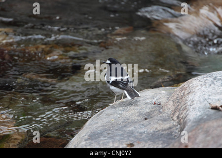 Kleine Widłogon (Enicurus Scouleri) Erwachsenen, auf Felsen am Rand des Flusses, Sattal, Uttarakhand, Indien, Februar Stockfoto