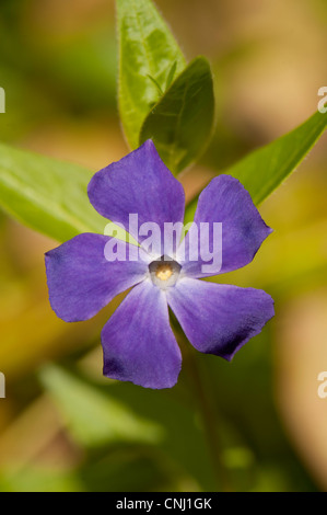 Größere Immergrün, Vinca major wächst in Wäldern, Surrey, UK Stockfoto
