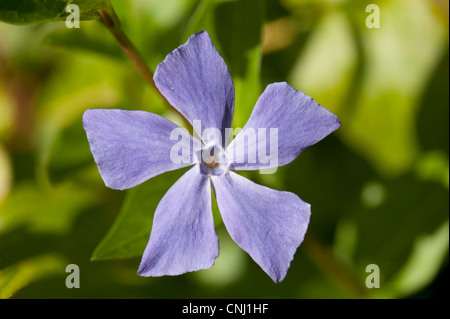 Größere Immergrün, Vinca major wächst in Wäldern, Surrey, UK Stockfoto