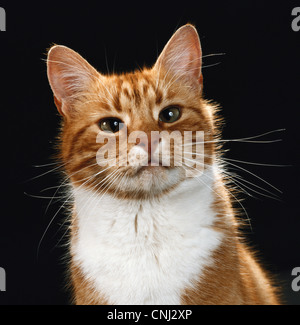 Ingwer-Kat. Porträt einer Ingwer und weiße Katze Stockfoto