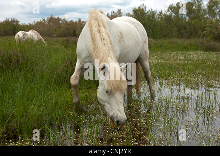 Camargue-Pferd in einem Feuchtgebiet, Camargue, Frankreich Stockfoto