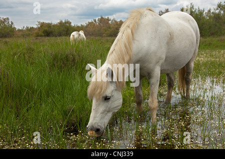 Camargue-Pferde Futtersuche in einem überschwemmten Feuchtgebiet, Camargue, Frankreich Stockfoto