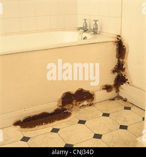 Hausschwamm Pilz Fruchtkörper Serpula Lacrymans verteilt auf Mauerwerk