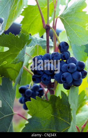 Üppige lila Cabernet Sauvignon-Trauben zur Herstellung von rotem Wein hängen von der Rebe während des Ausbaus in einem Weinberg Napa Valley in Napa, Kalifornien, USA. Stockfoto