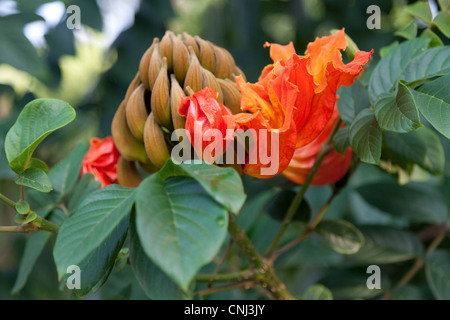 Die Blume des Baumes Brunnen (Spathodea Campanulata). Chiang Rai - Thailand. La Fleur du Tulipier du Gabun (Thaïlande). Stockfoto