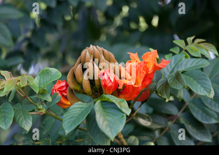 Die Blume des Baumes Brunnen (Spathodea Campanulata). Chiang Rai - Thailand. La Fleur du Tulipier du Gabun (Thaïlande). Stockfoto