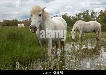 Camargue-Pferde Futtersuche in einem überschwemmten Feuchtgebiet, Camargue, Frankreich Stockfoto