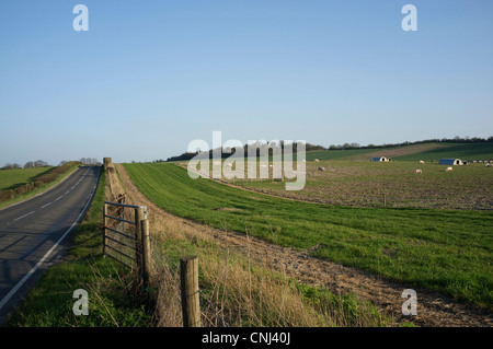 Schweine in einem Feld in der Nähe von Aston Tirrold in Oxfordshire, England, UK. Stockfoto