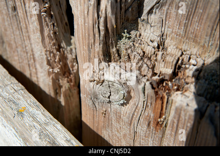 Ein Schwarm von frisch geschlüpften Marienkäfer auf verrottendem Holz Stockfoto