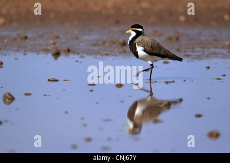 Banded Kiebitz (Vanellus Tricolor) Erwachsene, Wandern im flachen Wasser, Sturt N.P., New-South.Wales, Australien Stockfoto