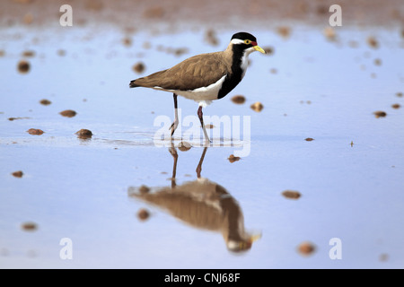 Banded Kiebitz (Vanellus Tricolor) Erwachsene, Wandern im flachen Wasser, Sturt N.P., New-South.Wales, Australien Stockfoto