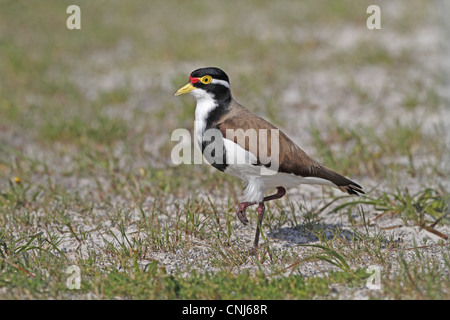 Gebänderten Kiebitz (Vanellus Tricolor) Erwachsenen, stehen auf sandigen Wiese mit spärlichen Rasen, Western Australia, Australien, Oktober Stockfoto