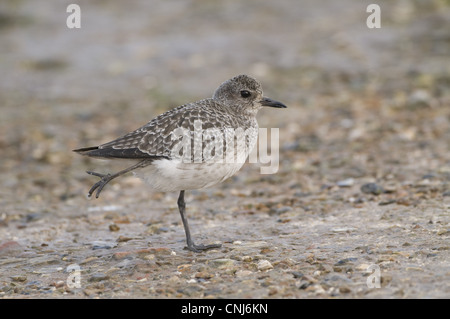 Grey Plover (Pluvialis Squatarola) Erwachsene, Winterkleid, streckte Bein, Stand am Ufer, England Stockfoto