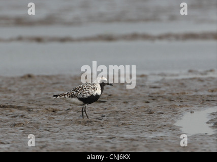 Grey Plover (Pluvialis Squatarola) Erwachsenen, kann Sommer Gefieder, stehend im Wattenmeer, Hebei, China, Stockfoto