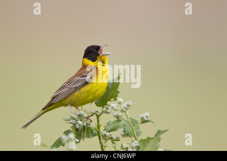 Black-headed Bunting (Emberiza Melanocephala) erwachsenen männlichen, kann singen, thront auf Stamm, Bulgarien, Stockfoto