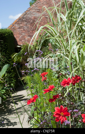 Verbena bonariensis und Dahlien im exotischen Garten mit großem dixter in ewhurst, East Sussex, England, UK. Stockfoto