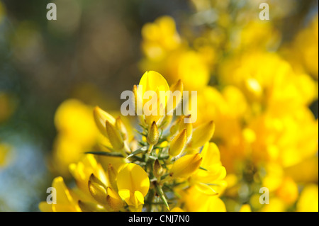 Ulex Europaeus, Stechginster, gemeinsame Ginster. Gelbe Blumen Stockfoto