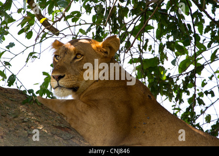 Baum klettern Afrika Löwin (Panthera Leo) im Ishasha Sektor, Queen Elizabeth National Park, Uganda Stockfoto