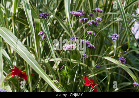 Verbena bonariensis im exotischen Garten erstellt von der Gärtner Christopher Lloyd im Great Dixter in ewhurst, East Sussex, UK. Stockfoto