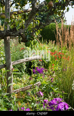 Birnbäume in den Gärten erstellt durch den Gärtner Christopher Lloyd im Great Dixter in ewhurst, East Sussex, England, UK. Stockfoto