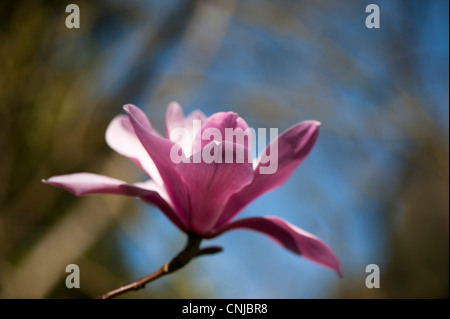 Magnolie Sprengeri 'Diva' in Blüte Stockfoto