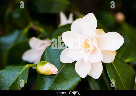 Camellia Japonica in Blüte Stockfoto