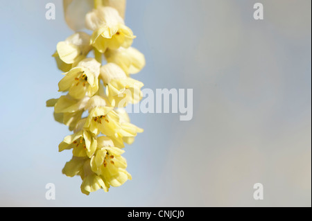 Corylopsis Sinensis Var Sinensis AGM, chinesische Winter oder Hamamelis, Frühling lila Blüte Stockfoto