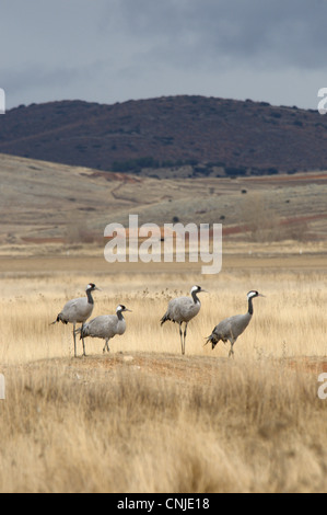 Gemeinsame Kranich (Grus Grus) vier Erwachsene, stehend in hohen schlicht Lebensraum Gallocanta, Zaragoza, Aragon, Spanien, Januar Stockfoto