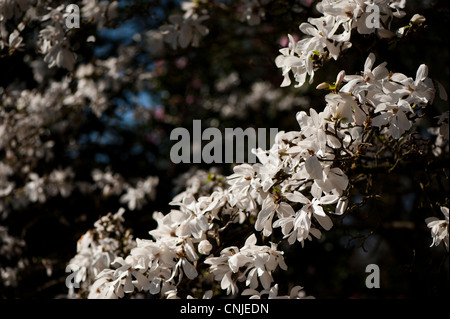 Magnolia X loebneri 'Merrill', Hybrid-Magnolie in voller Blüte Stockfoto